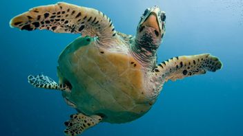 البيع غير القانوني لموازين السلاحف البحرية في ماكاسار تحت مراقبة KKP