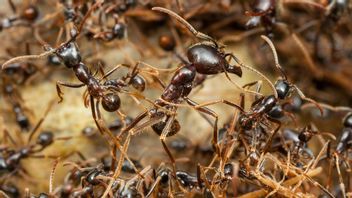 Data Studi Empiris Sebut Jumlah Semut di Dunia Mencapai 20 Kuadriliun