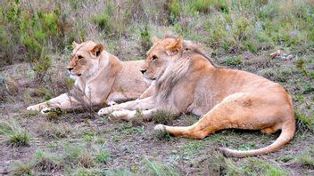 The Future Of Lion Breeders In South Africa Is Uncertain After The Ban