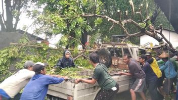 倒下的树木覆盖了Kudus的摩托车和汽车，包括10个月大的婴儿在内的乘客幸存下来