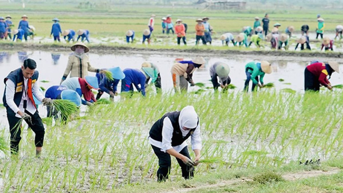 Bapanas: Pemerintah Fokus Beri Dukungan ke Petani Lokal