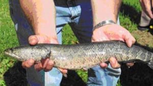 KKP Jaga Keberlanjutan Ikan Gabus Endemik di Kalsel yang Bernilai Ekonomi Tinggi