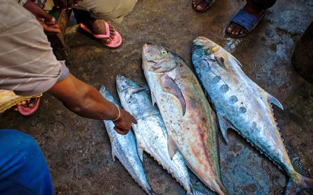 Bulan Ini, Sulawesi Utara Ekspor 18 Ton Ikan Beku ke Amerika Serikat