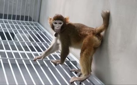 Monyet Rhesus Sukses Di-Klon untuk Pertama Kalinya: Langkah Maju dalam Penelitian Primata