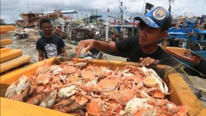 APRI: Innovation Farming for Sustainable Crab Hatcheries