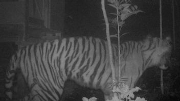 ثلاثة أليفة من بالوبوه أغام سكان سومطرة الغربية يفترسها النمور