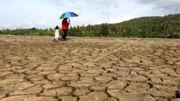 Drought Alert, August Becomes The Peak Of Drought In Central Java