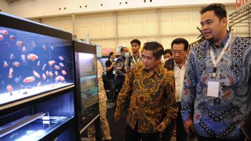 このプログラムを通じて、KKPはインドネシアが観賞用魚の世界最大の輸出国になることを楽観視しています