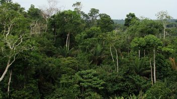 恐竜が尽き、アマゾン熱帯雨林が出現