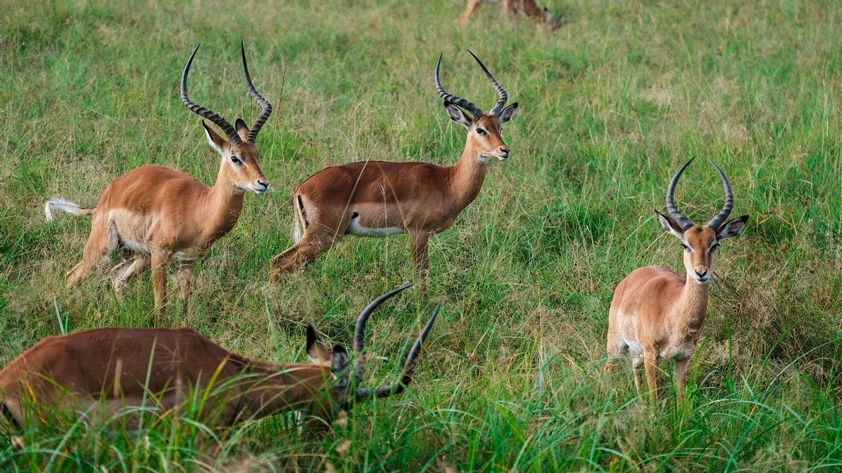 This Academy In Japan Offers Capture Courses To Target Wild Animals