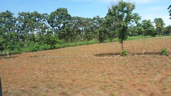 南苏门答腊省政府希望作为国家食品谷仓生存，邀请人们利用沉睡的土地