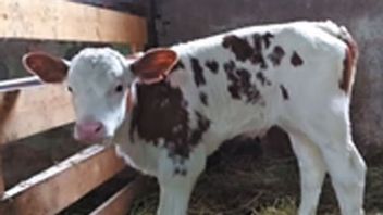 باحثون روس بنجاح استنساخ الأبقار التي تنتج الحليب هيبوالرجيجيني 