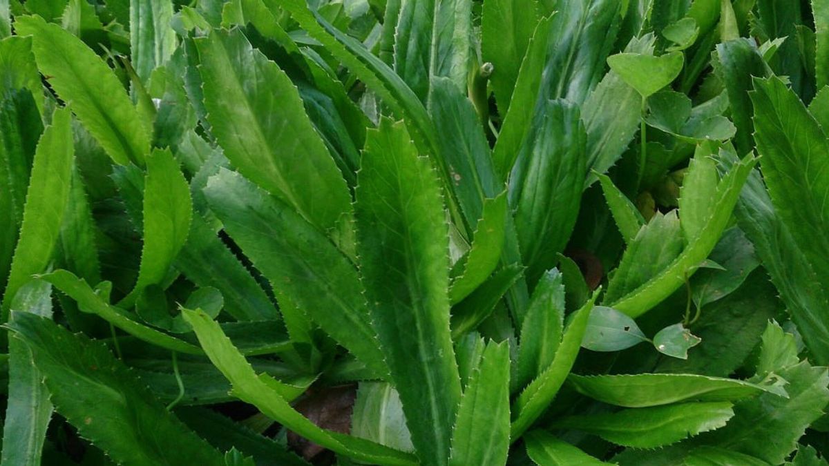 Mengenal Daun Walang Sangit dan Potensinya dalam Dunia Kesehatan
