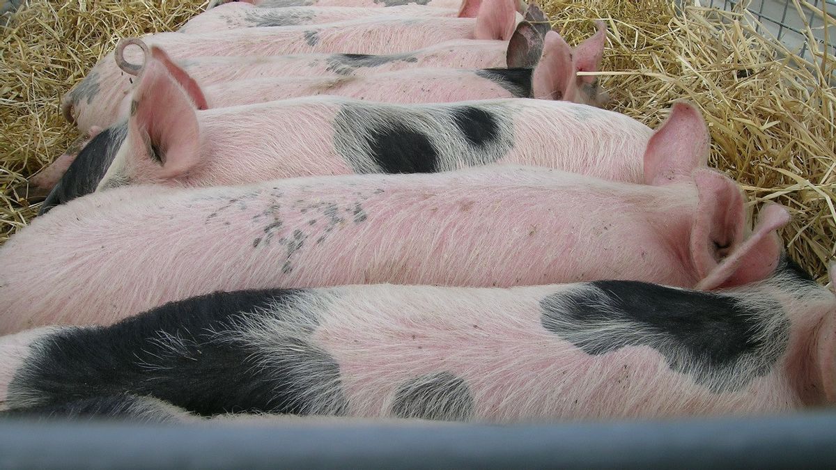 ドイツの研究者は、今年人間の心臓移植のための豚を繁殖する計画