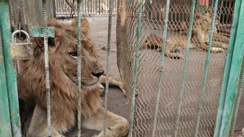 Krisis Ekonomi Membuat Singa di Kebun Binatang Sudan Terlantar