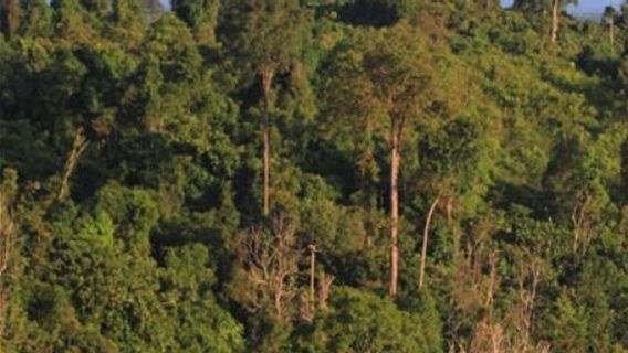  Wakil Ketua DPRD Takalar Sulsel Jadi Tersangka Perusakan Hutan