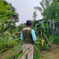 3 Kecamatan di Agam Sumbar Laporkan Konflik Harimau, BKSDA: Berulang Kali Terjadi