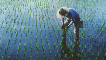 How Many Rice Planting Seasons Are There In Indonesia, This Is The Moon Period And Its Influence On Harvesting Products