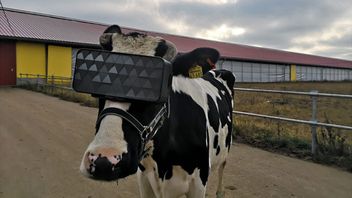 莫斯科的奶牛使用VR生产出更好的牛奶