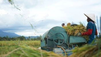 وزارة الزراعة تضمن سلامة الإنتاج الوطني للأرز حتى نهاية 2023