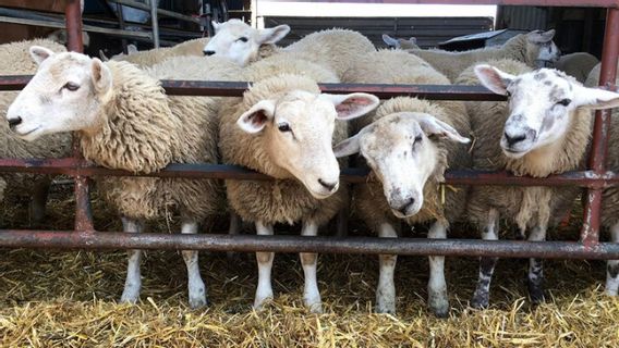 كيفية التعامل مع الماعز التي لا تريد تناول الطعام ، يتم تجاهلها يمكن أن يكون لها عواقب وخيمة
