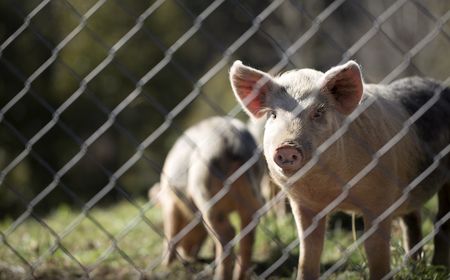 Amerika Deteksi Kasus Pertama Flu Burung pada Babi di Oregon