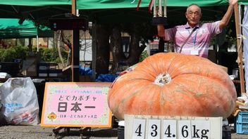 Labu Seberat 434 Kilogram dari Chiba Menangi Kejuaraan di Jepang