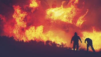 过去六个月，森林火灾达五万二千公顷，比去年有所上升