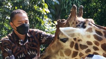 Le Maire Eri Définit La Stratégie Pour La Restructuration Du Zoo De Surabaya, Mais N’a Pas Calculé Le Coût