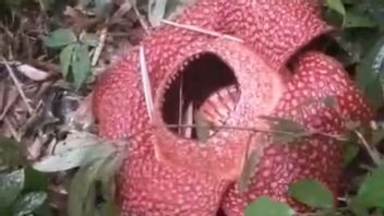 Rafflesia Arnoldii Blooms Again in Rejang Lebong, Visited by Oxford University Researchers