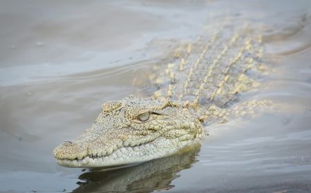 Nelayan Aceh Diterkam Buaya Saat cari Ikan dan Teripang, BKSDA: Lokasi Habitat Buaya, Sudah Diingatkan Terus