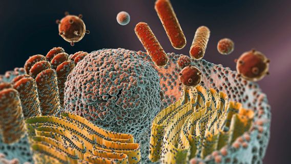 Why Is the Lysosome Capable of Intracellular Digestion? Find the Answer Here