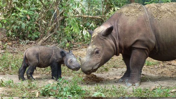 好消息，基因研究揭示了保护苏门答腊犀牛的机会