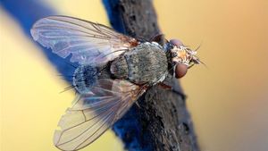 Terbukti Ampuh! Begini Cara Mengusir Lalat di Siang Hari yang Wajib Anda Coba