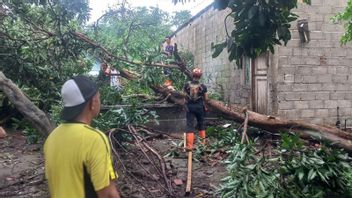 Belasan Rumah di Bondowoso Rusak Tertimpa Pohon Tumbang