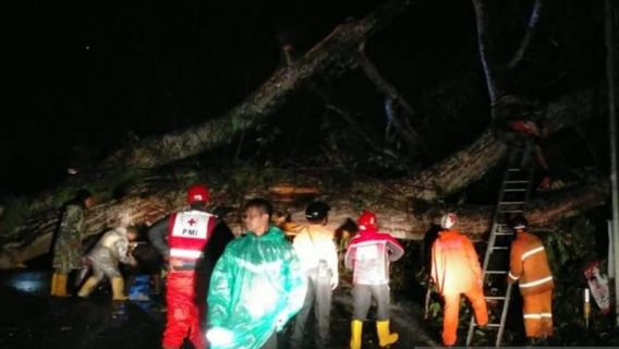 L'arbre Tumbang ferme la ligne de sommet Ciloto Cipanas