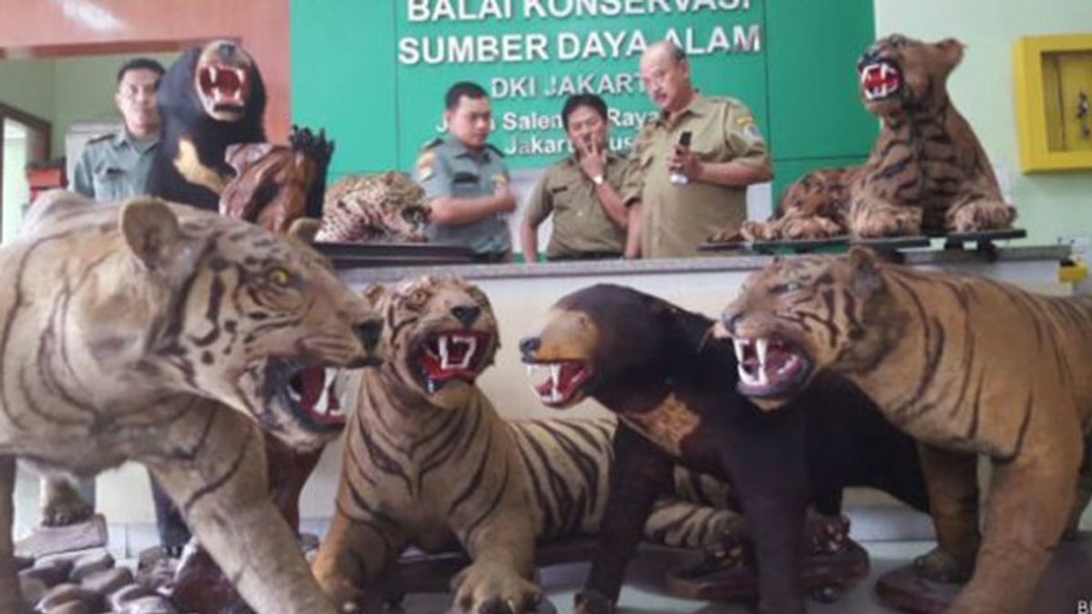 تjahjo kumolo hands over all animals to the state in history today, February 15, 2016