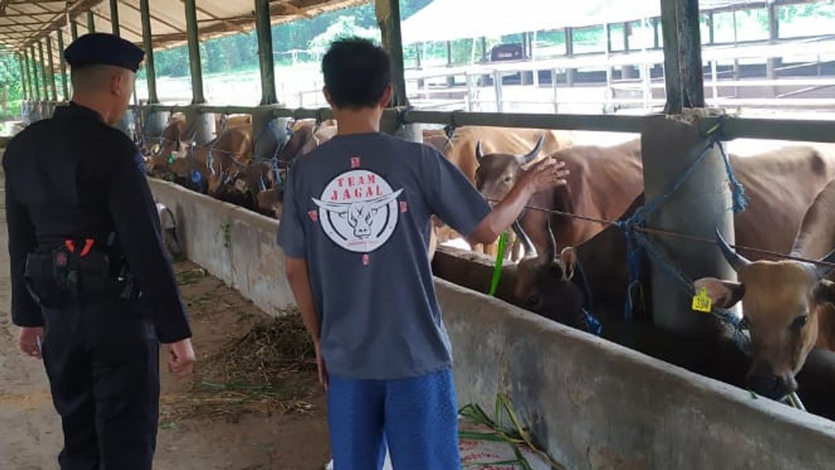 Prevent Mouth And Nail Diseases In Animals, Banten Regional Police Satrbimob Spray Disinfectant