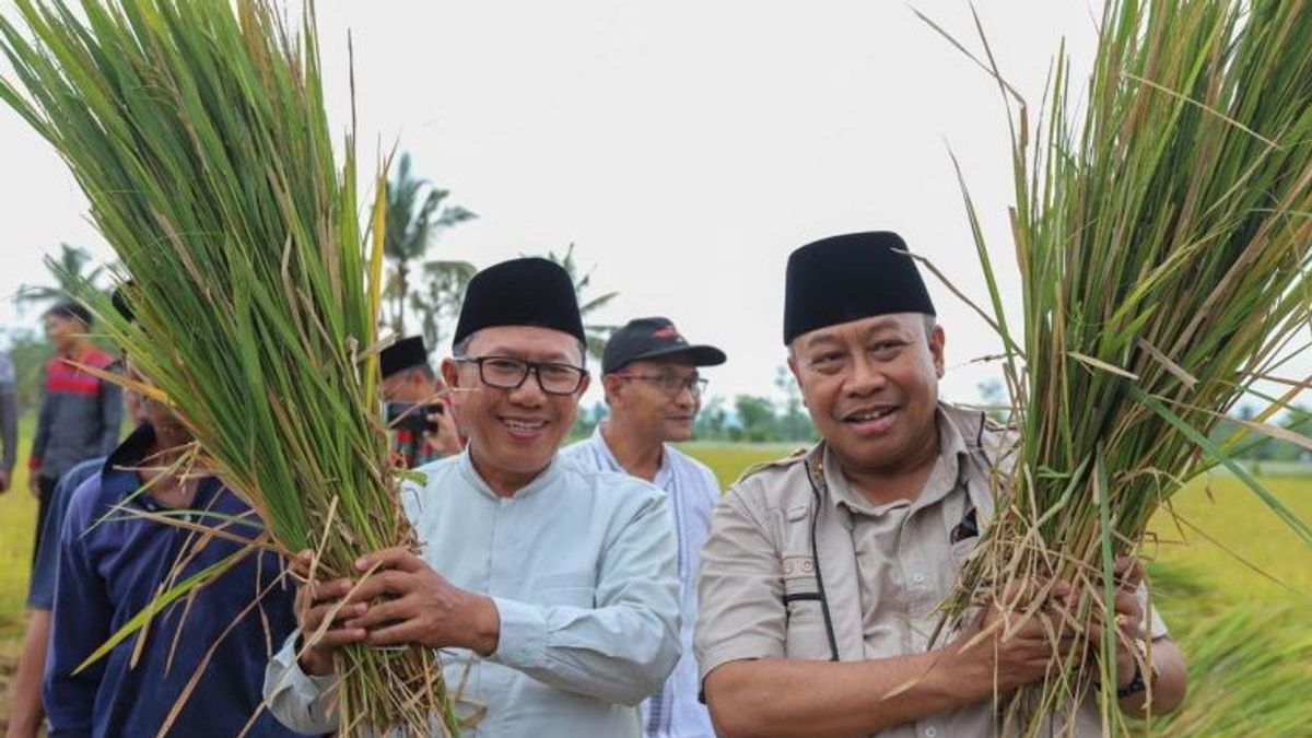 Gardez les stocks de riz, le gouverneur du NTB, Panen Raya Padi, avec les agriculteurs