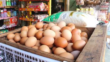 鶏の卵を配布するための5つのヒント、たったにRp500,000から100万の資本が必要