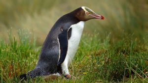 Penguin Terlangka di Dunia Hoiho Menangkan Penghargaan Burung Terbaik Tahun Ini