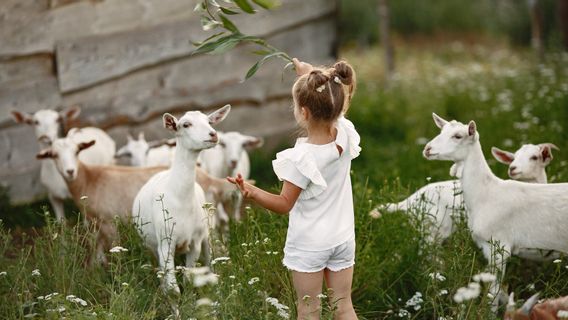 Les enfants mangent de la viande de chèvre est-il possible? Voici une explication selon les médecins