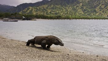 Highlighting Komodo National Park Issues: Starting From Criticism Of UNESCO To Expensive Ticket Prices