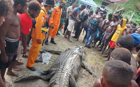 Potongan Tubuh Warga Ayuka Timika Papua yang Hilang Ditemukan Dalam Perut Buaya Besar