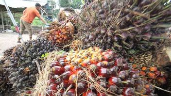 Apkasindo要求撤销降低棕榈油FFB价格的法规