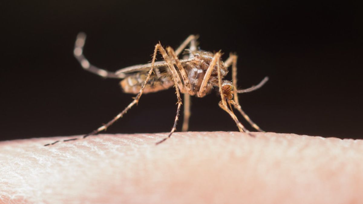 Japon : une maladie dangereuse transmise par les moustiques