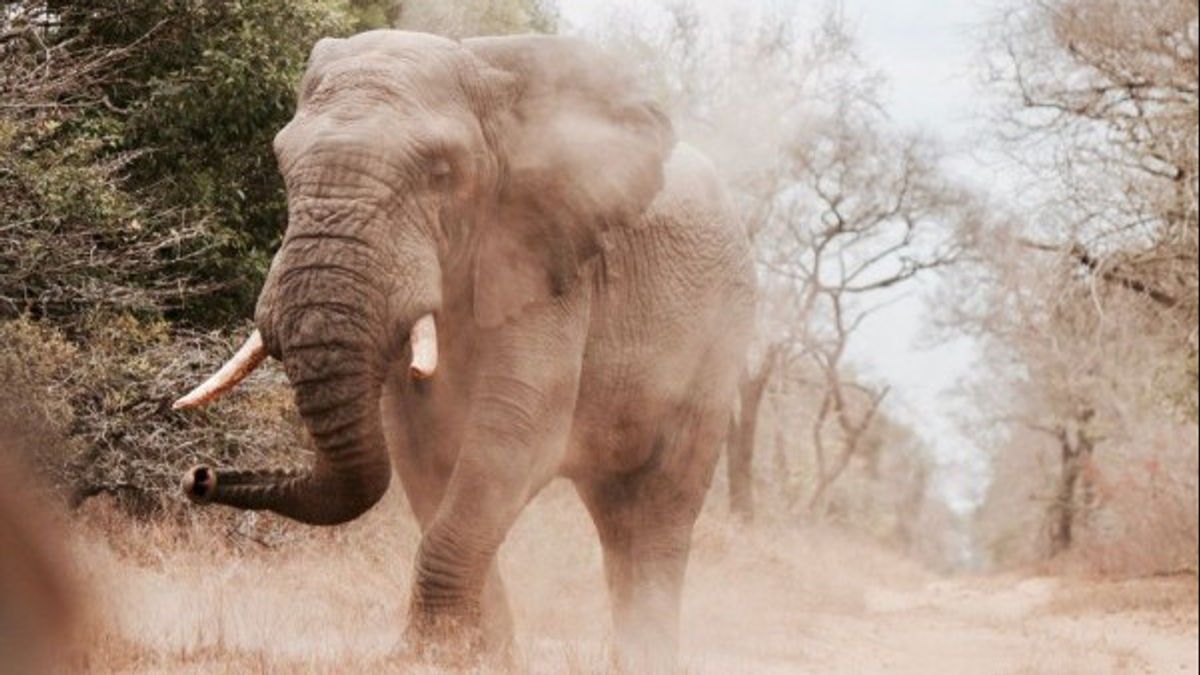 2 Elephants Muncul Di Sijunjung West Sumatra, BKSDA Bilang Kejadian Sesuatu Terjadi 43 Tahun Silam