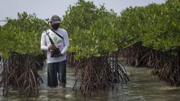 BRIN Sebut Mangrove Bisa Dijadikan Unsur Mitigasi Dampak El Nino
