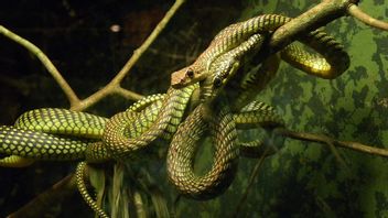 Flying Snakes Are No Longer Just Fantasy, Research Successfully Reveals Their Flying Methods