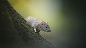 Pemerintah Kota Paris Bentuk Komite untuk Mempelajari Kemungkinan Manusia Hidup Bersama Tikus